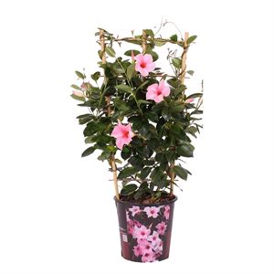 Afbeelding van Kp19 Sundaville Rek Cream